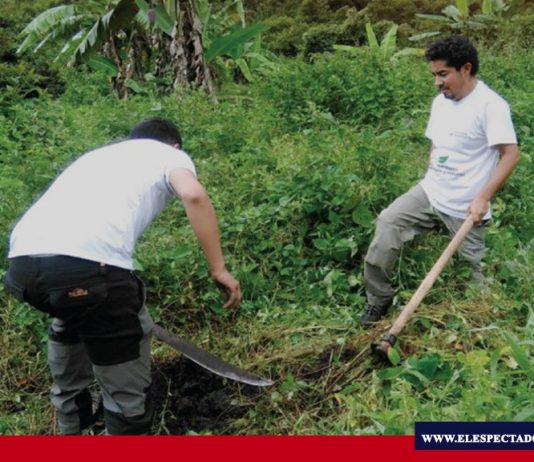 Sustituirán palma de cera en Domingo de Ramos