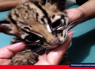 Rescatado tigrillo con desnutrición