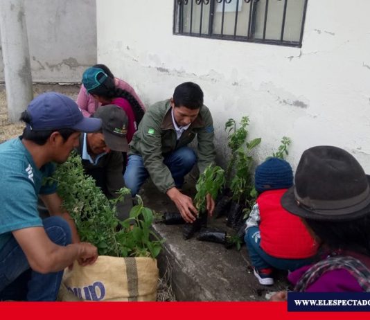Plantas nativas para Riobamba