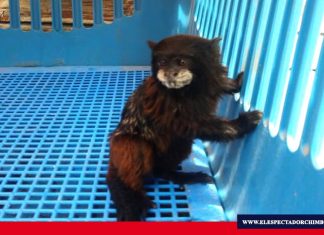 Rescate animal en Chimborazo