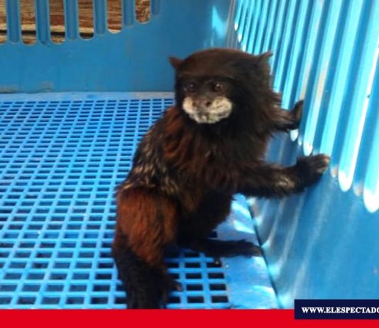 Rescate animal en Chimborazo