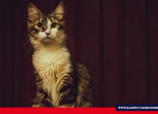 Desaparición de gatos en la ESPOL