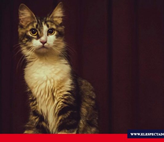 Desaparición de gatos en la ESPOL