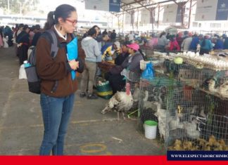 Control de venta de animales silvestres