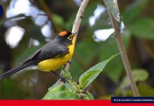 Realizan operativos en el Parque Nacional Sangay