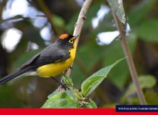 Realizan operativos en el Parque Nacional Sangay