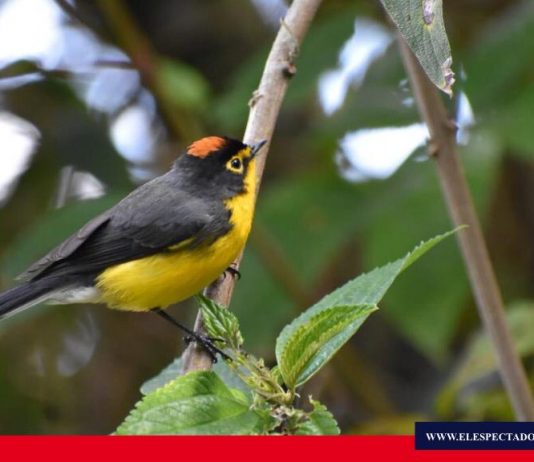 Realizan operativos en el Parque Nacional Sangay