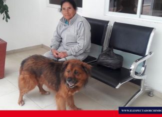 En Riobamba se ejecuta plan permanente de esterilización