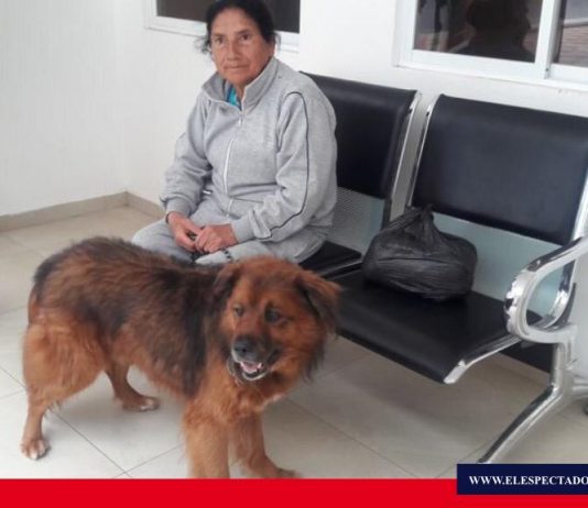 En Riobamba se ejecuta plan permanente de esterilización