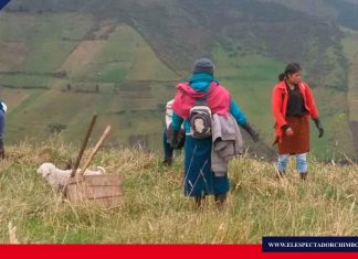 EERSA ejecuta proyecto de forestación