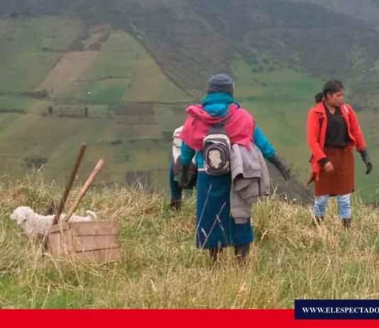 EERSA ejecuta proyecto de forestación