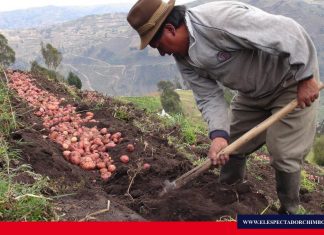 MAG realizó día de campo de papa certificada