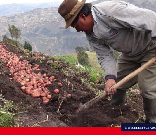 MAG realizó día de campo de papa certificada
