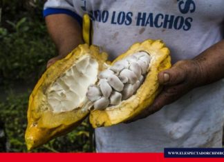Exportarán cacao orgánico con tecnología «blockchain»