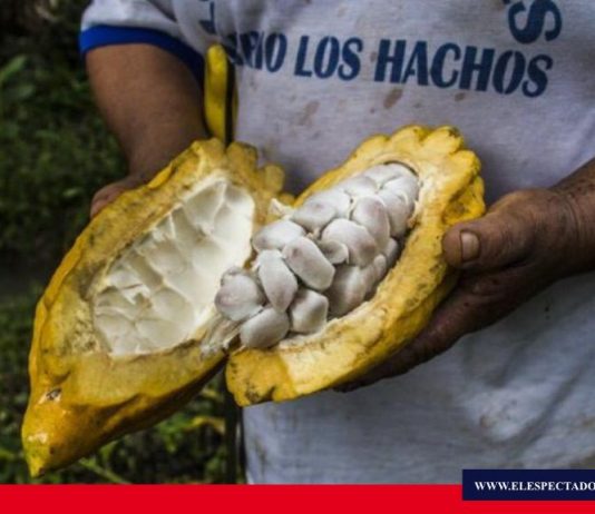 Exportarán cacao orgánico con tecnología «blockchain»