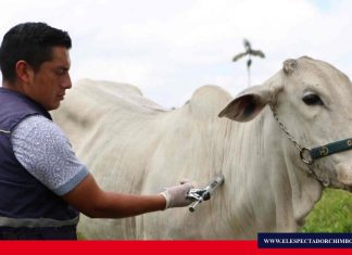 Inicia segunda fase de vacunación contra fiebre aftosa
