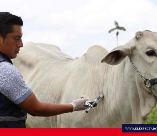 Inicia segunda fase de vacunación contra fiebre aftosa