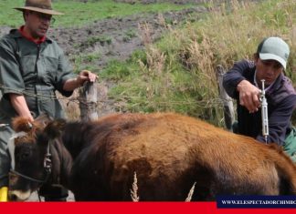 Se realiza campaña veterinaria gratuita en Chimborazo