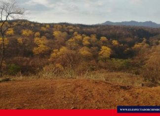 Los guayacanes empiezan a florecer en Loja