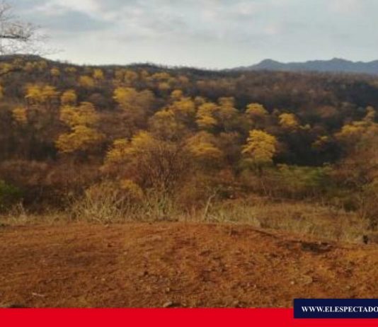 Los guayacanes empiezan a florecer en Loja