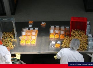 Ecuador enviará primer cargamento de uvilla a Estados Unidos