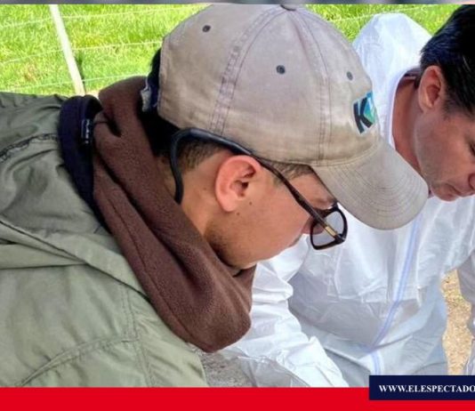 Programa de mejoramiento genético para ganado en Ecuador