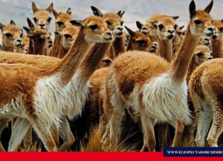 MAE realiza campaña de concientización para el cuidado de vicuñas