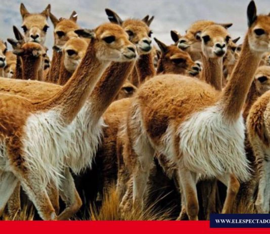 MAE realiza campaña de concientización para el cuidado de vicuñas