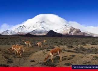 Se declara el 29 de Mayo como Día Nacional de Conservación y Reconocimiento del Chimborazo