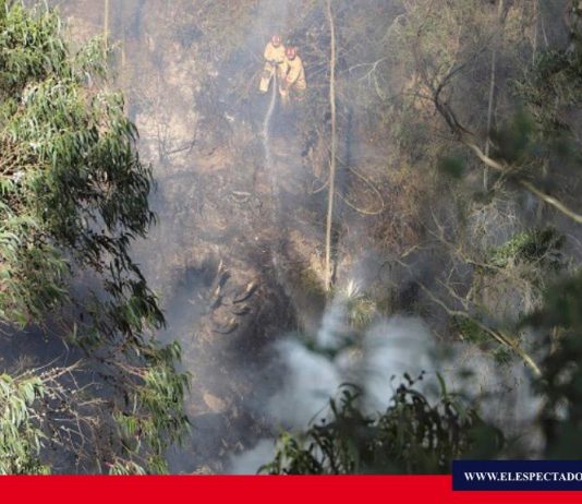 Incendio forestal consumió cerca de 20 cuadras