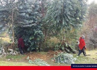 Plantas medicinales se envían desde Colta a Guayaquil