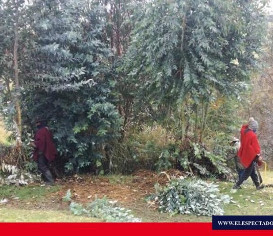 Plantas medicinales se envían desde Colta a Guayaquil