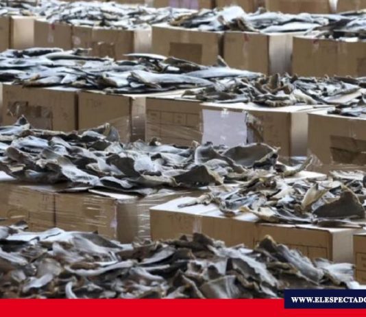 Aletas de Tiburón decomisadas en China serían ecuatorianas