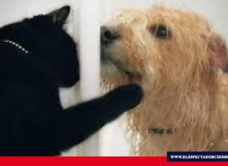 Adopción de mascotas a domicilio en Riobamba