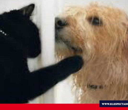 Adopción de mascotas a domicilio en Riobamba