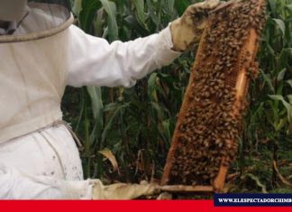 Se fortalece la producción apícola en Ecuador
