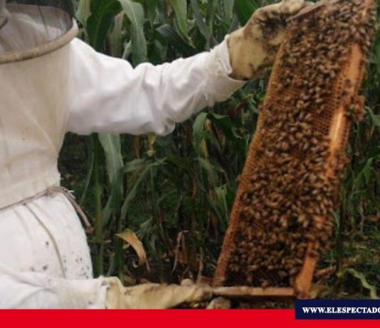 Se fortalece la producción apícola en Ecuador