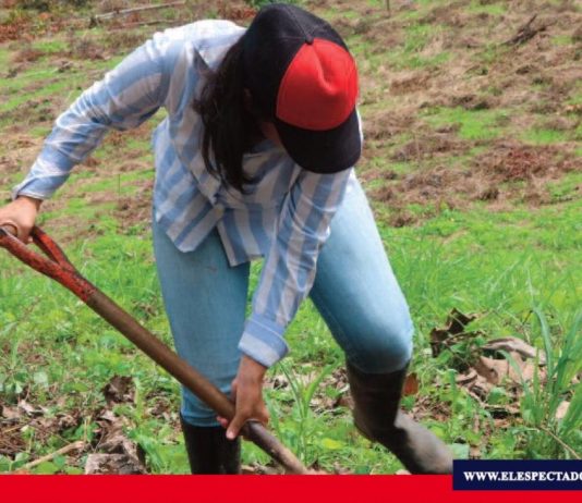 Impacto del covid19 en las agriculturas familiares campesinas