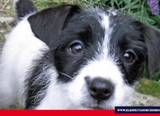 COIP: nuevas sanciones por maltrato animal