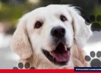 Día Mundial del Perro