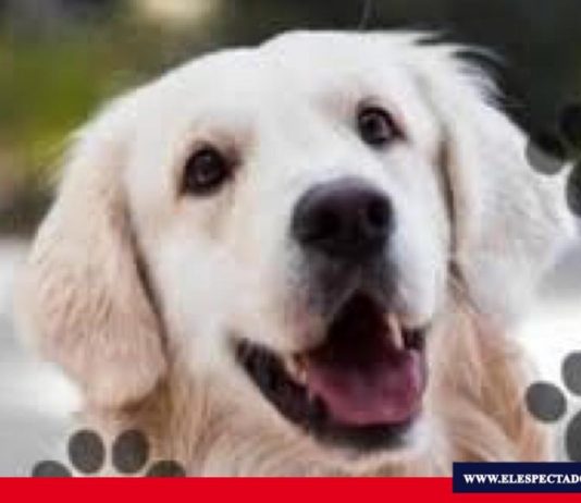 Día Mundial del Perro