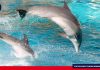 Día internacional de las ballenas y delfines