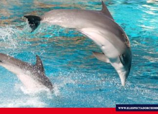Día internacional de las ballenas y delfines