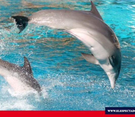 Día internacional de las ballenas y delfines