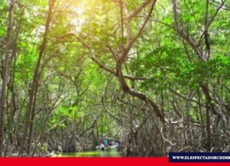 Día internacional de la defensa del Ecosistema Manglar