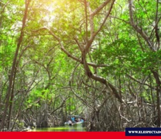 Día internacional de la defensa del Ecosistema Manglar