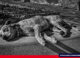 Día internacional del perro callejero