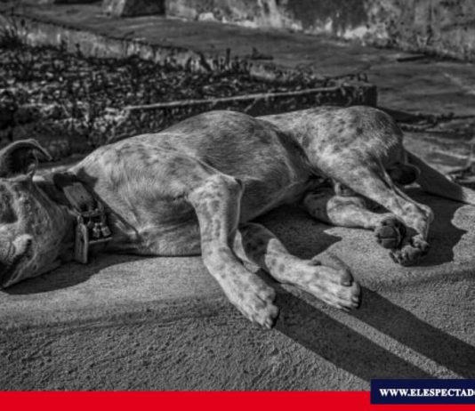 Día internacional del perro callejero