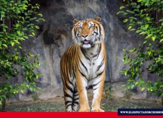 Día internacional del tigre