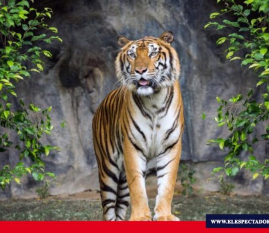 Día internacional del tigre